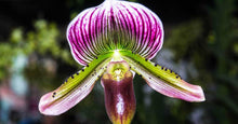 Load image into Gallery viewer, Slipper Orchid pin - BigWoollyDesign